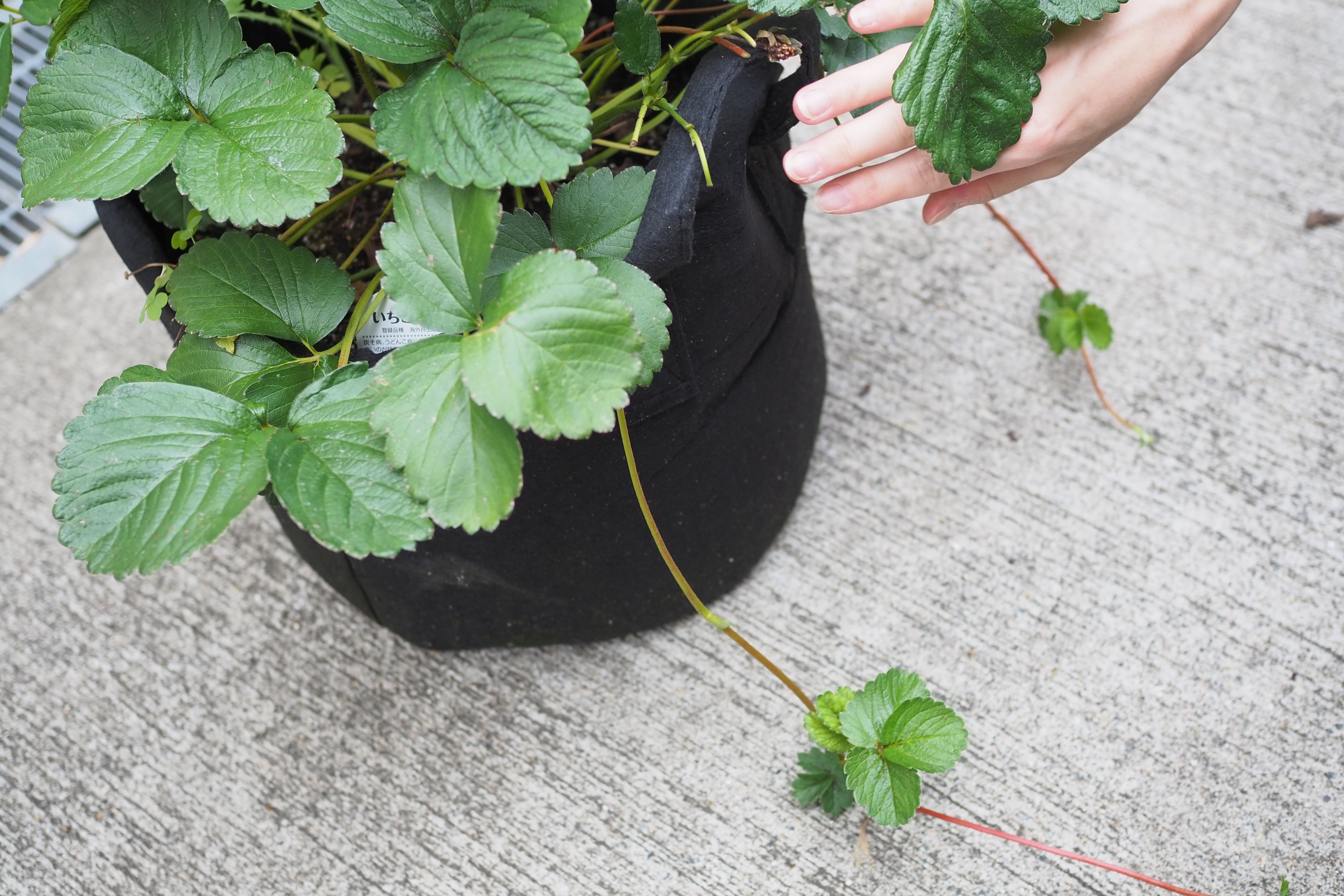 その時そこが決め手!!イチゴ栽培のターニングポイント花ごころメディア花ごころ