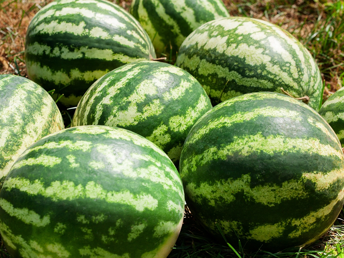 料理の基本！ スイカの保存方法のレシピ動画・作り方デリッシュキッチン