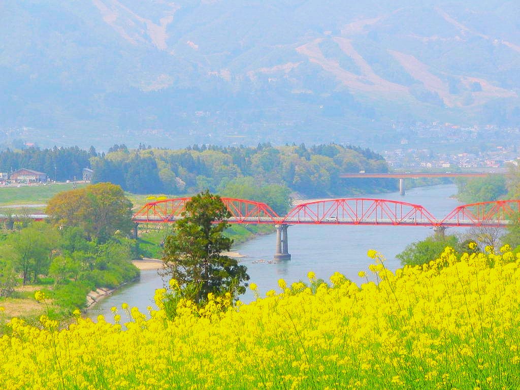 北信州の菜の花。季節の便りペンション佐藤