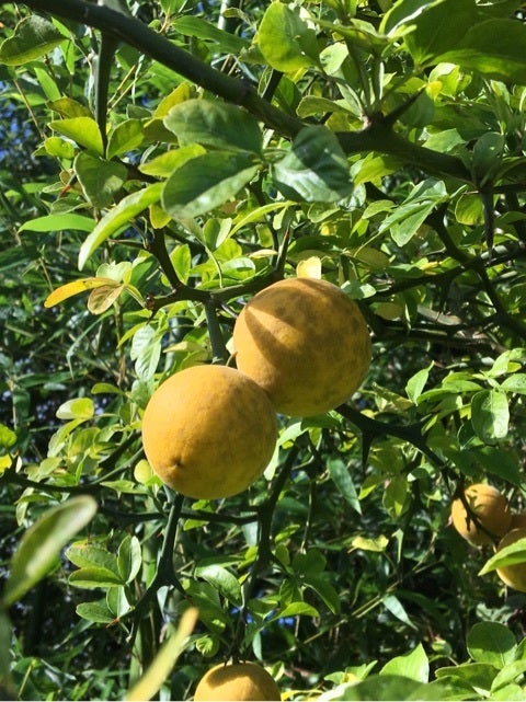 カラタチの果汁を飲む 2024年11月13日の昼 のらの へつべえ