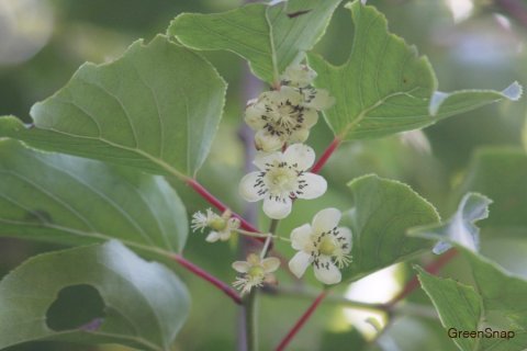 スノーボールの花言葉名前の由来花言葉・誕生花HanaPrime ハナプライム