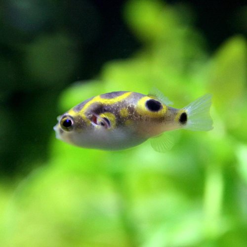 ショウサイフグ魚類市場魚貝類図鑑