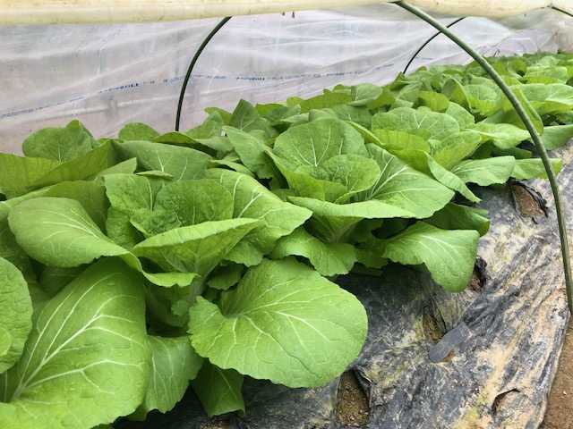 ミニ白菜 娃々菜 わわさいタイニーシュシュ 白菜 はくさい ハクサイ 品種の特徴 食べ方 選び方