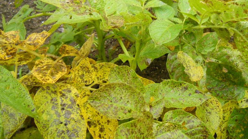 じゃがいも全滅？ 葉が黄色くなり枯れ果てました