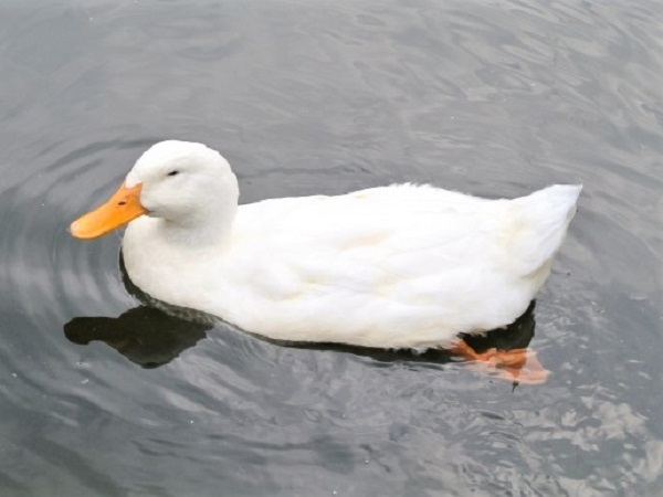 ヒコザレポート: 7 11週報 - 北京ダックを夢見て