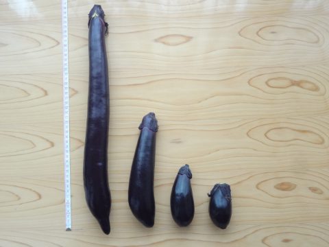 へた紫茄子：一夜漬けで尚、艶やかな色 - 過労死予備群の「食から笑顔になる生活」