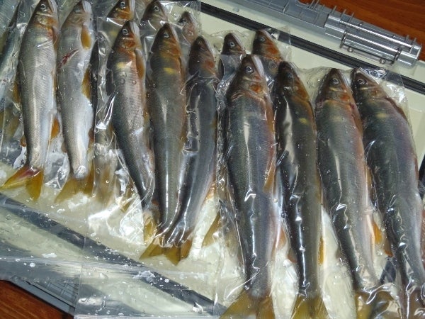 鮎の冷凍塩焼きについて誠ブログ