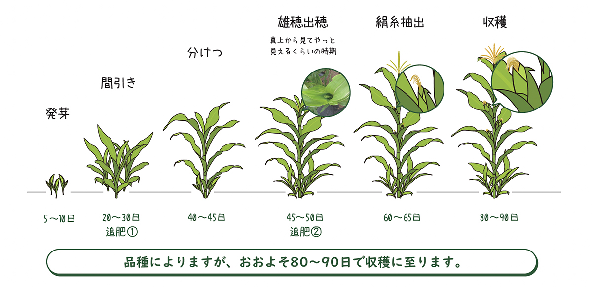 スイートコーン トウモロコシ の育て方プランター栽培、肥料の与え方も解説 – 自然暮らし