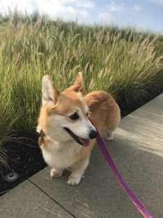 食パン一斤になりましたー 笑桃尻コーギーs 今を大切に笑顔で