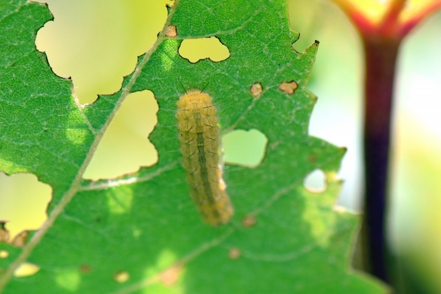 シャインマスカットについてマスカットの内側がこのように黒く汚れたようになって- Yahoo!知恵袋