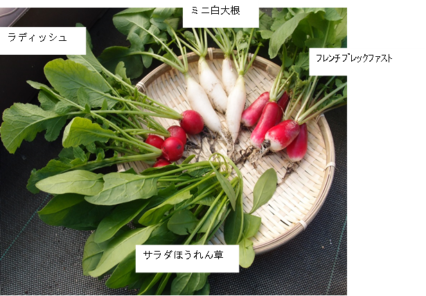 ラディッシュ 二十日大根 深紅ラウンド の育て方のポイントは？グリーンマーケット