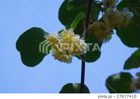 キウイ農家のキウイフルーツ ヘイワード 訳あり 15個 果物