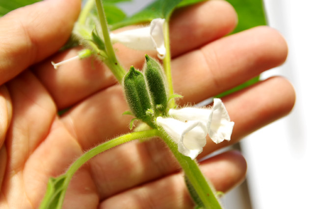 ゴマ ごま 胡麻 - 庭木図鑑 植木ペディア