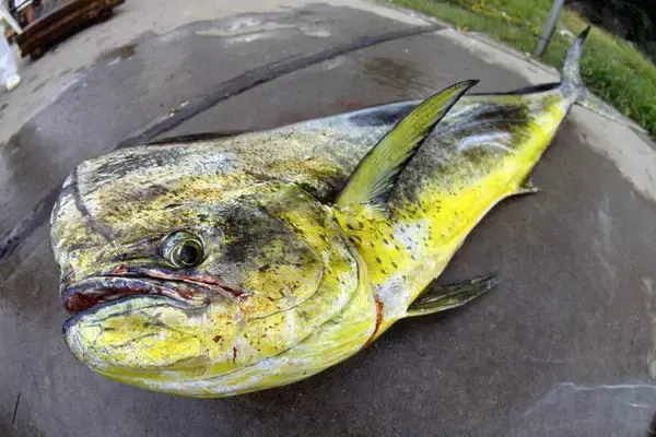 シイラ しいら・鱪 のカロリーと栄養素 筋トレやダイエットでの筋肉との関係タンパク質量 - 武器屋.net BLOG