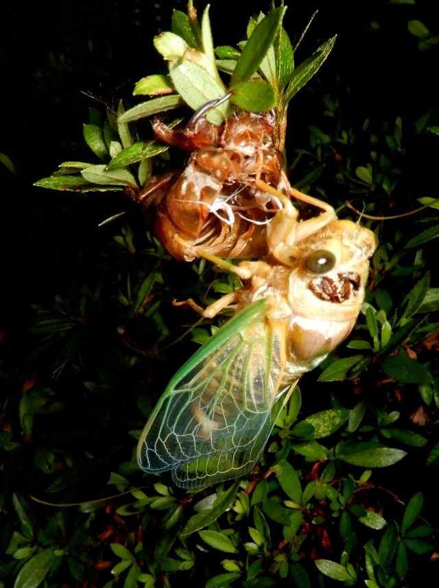 特集 セミの羽化を観察してみよう - 裏辺研究所 動植物・古生物研究所