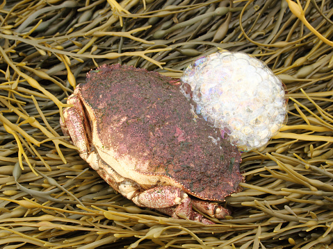まとめ カニが泡を吹く理由は呼吸困難の合図！ – マリブ 水槽メンテナンス神奈川 海水専門レンタル・買取り・代行