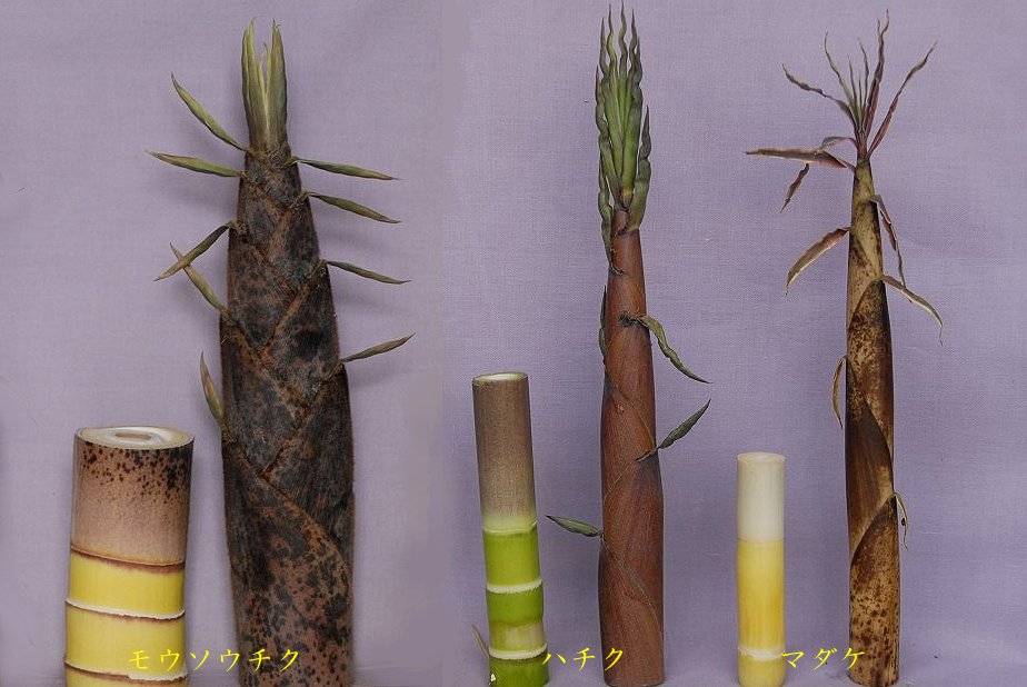 産地直送 おいしさ佐渡産 朝掘り 生たけのこハチク 淡竹破竹 送料無料 込２kg ３～６本 朝採ってその日のうちに発送。佐渡ヶ島の自然で育った新鮮タケノコ。朝掘り、新鮮なままお届け2025は終了です筍はちく 佐渡 初夏の味覚 朝どり 朝採りさどふくあいらんど