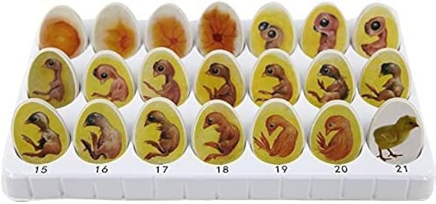 有精卵がヒヨコになるまで 0〜14日 ミツワヤスコ🌿地方飲食プロデューサ