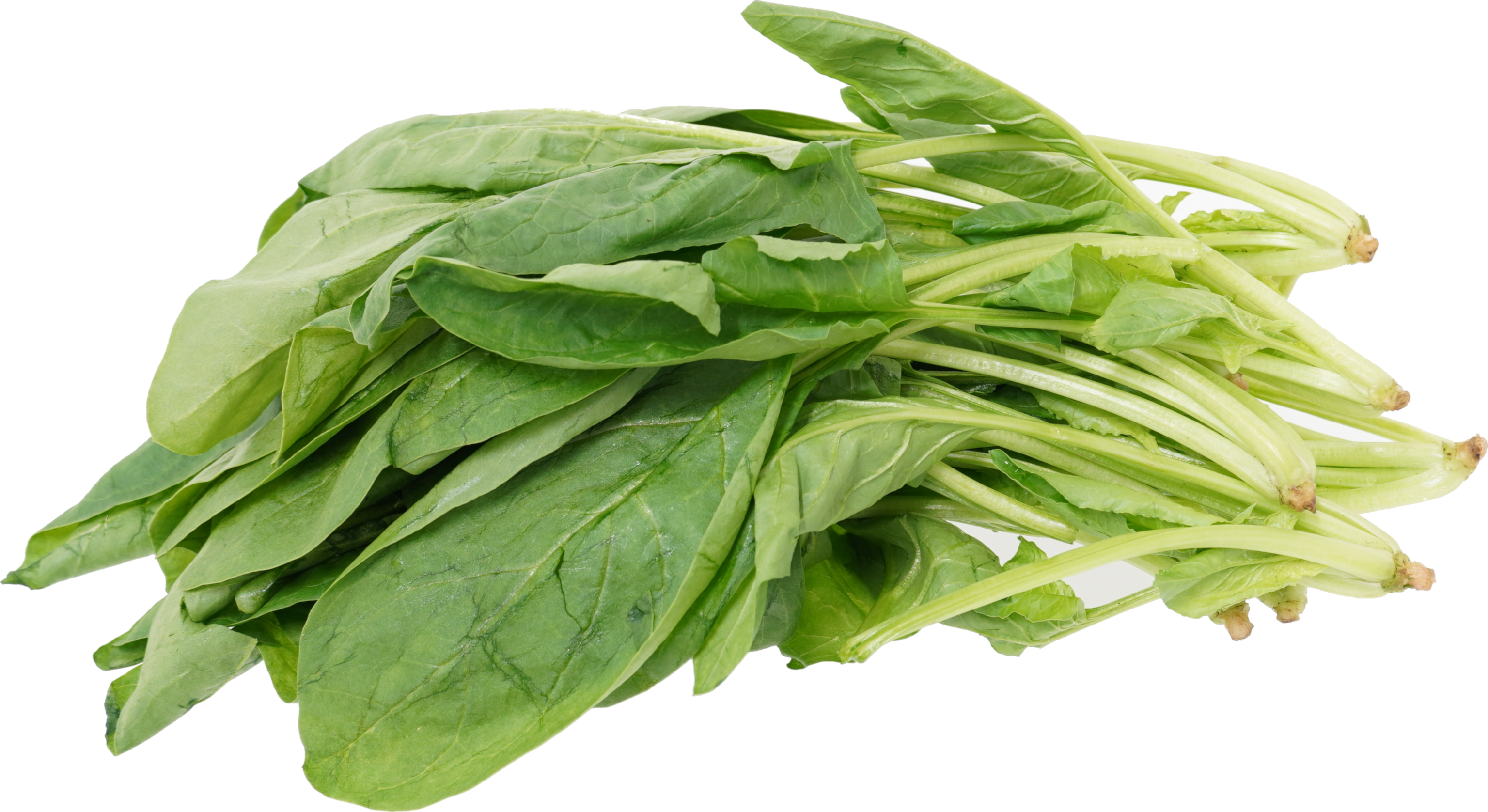 ほうれんそう旬鮮図鑑 千葉県