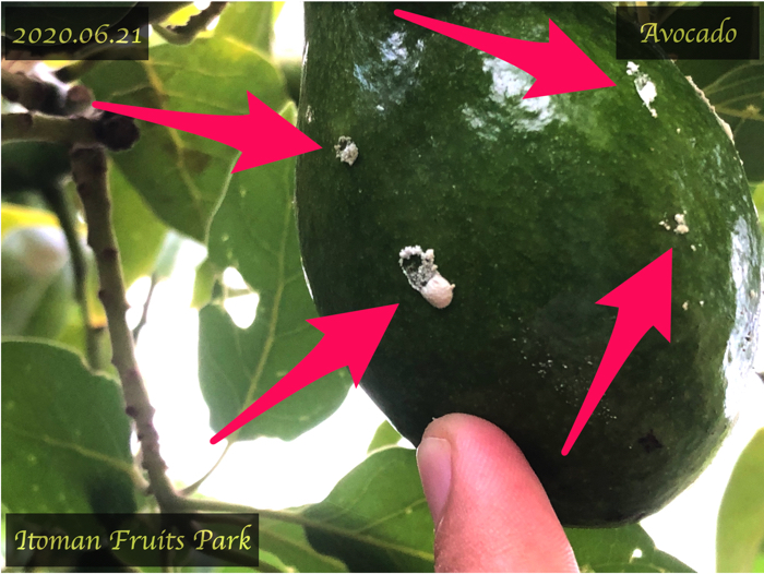 アボカド栽培17 アボカドの果実に白い粉が！！？アオバハゴロモの仕業か！？糸満フルーツ園 けんちゃん