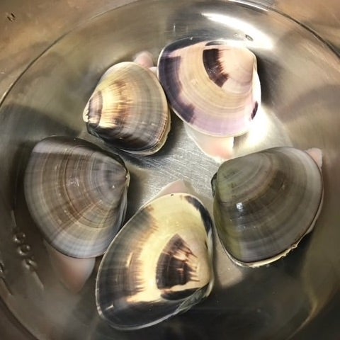 潮干狩り アサリ以外の貝をとってみよう！ ハマグリ 編 - 生き物、自然大好き