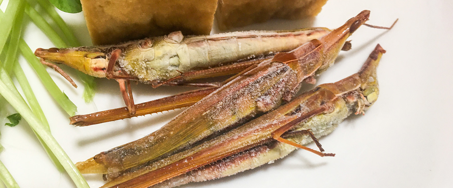 バッタの食べ物。: 季節の中で