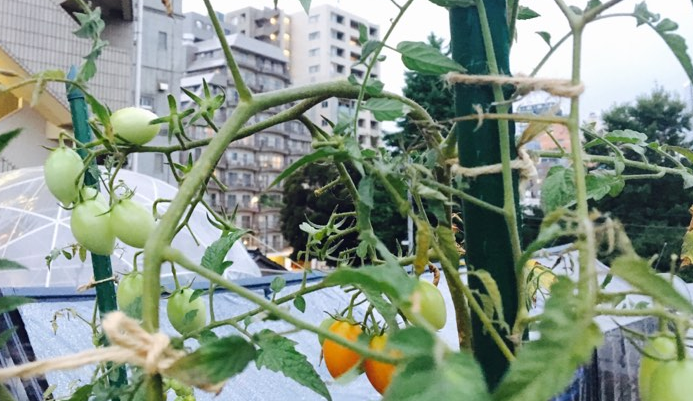 トマト 苗から の記録「ミニトマトの2本仕立てについて質問？？？」：おぎゃんさんの日記 by 菜園ナビ