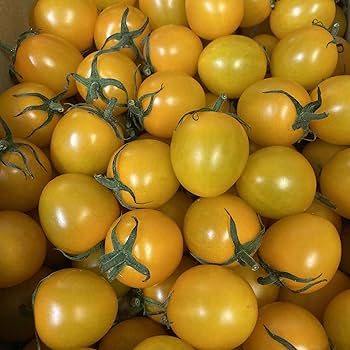 実験！黄色のトマトだけでミートソースを作る豆太郎の庭