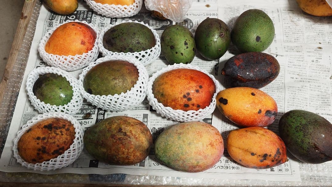 新鮮な美味しいマンゴーが腐る - 腐敗のベクターアート素材や画像を多数ご用意 - 腐敗, マンゴー, 食べ物 - iStock