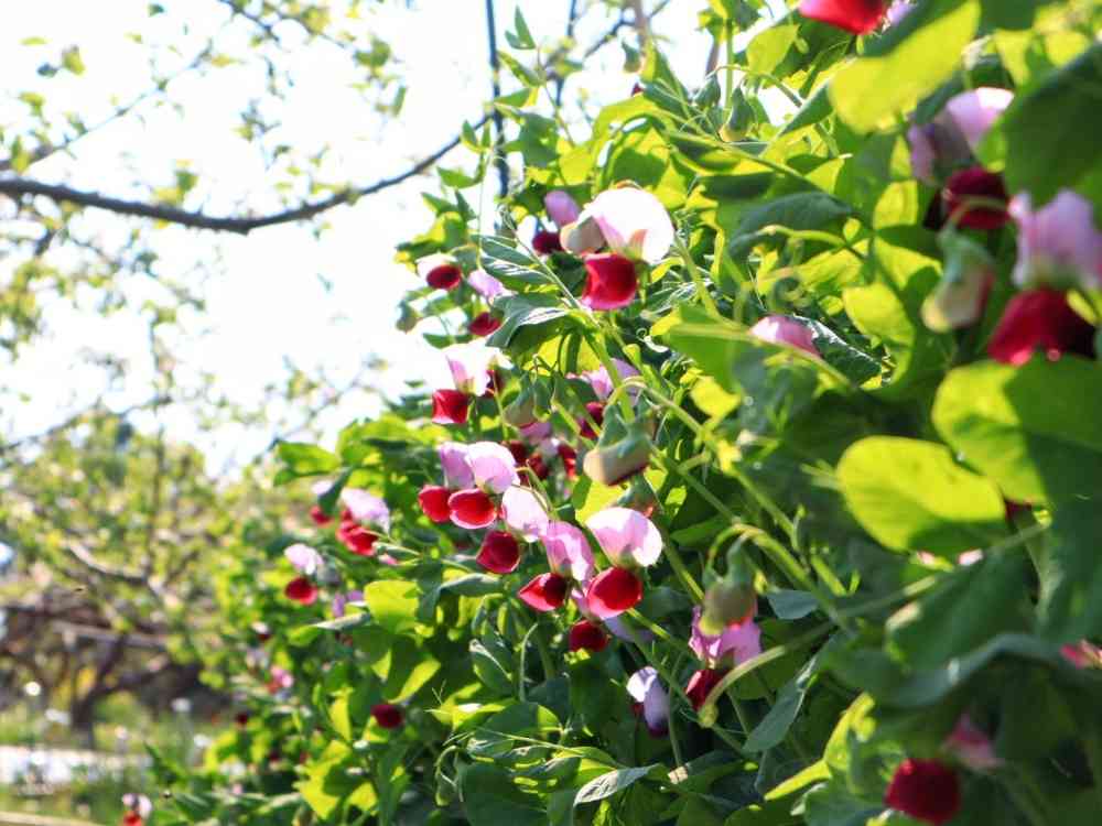 春の園芸株式会社ダイユーエイト