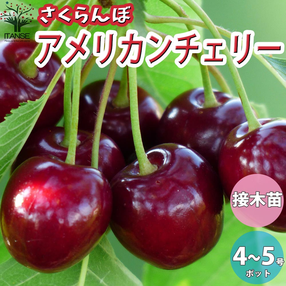 さくらんぼ」と「アメリカンチェリー」は何が違うの？料理人の回答に 『早く知りたかった！』 ぱぷちゃん- エキスパート - Yahoo!ニュース