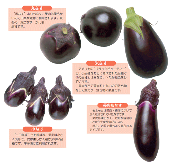 タイナス マクアポ＜茄子：旬の野菜百科