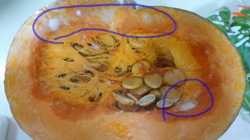 これはかぼちゃのカビ？捨てる？食べられる？判断基準を野菜ソムリエが解説！2ページ目- macaroni