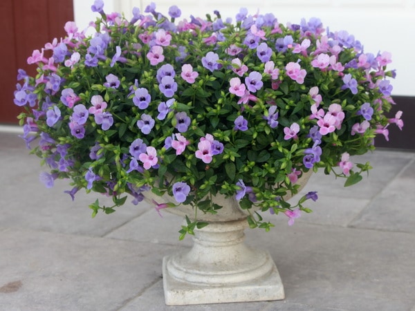 トレニア カタリーナブルーリバー埼玉県深谷市の観葉植物の生産販売│小林花卉