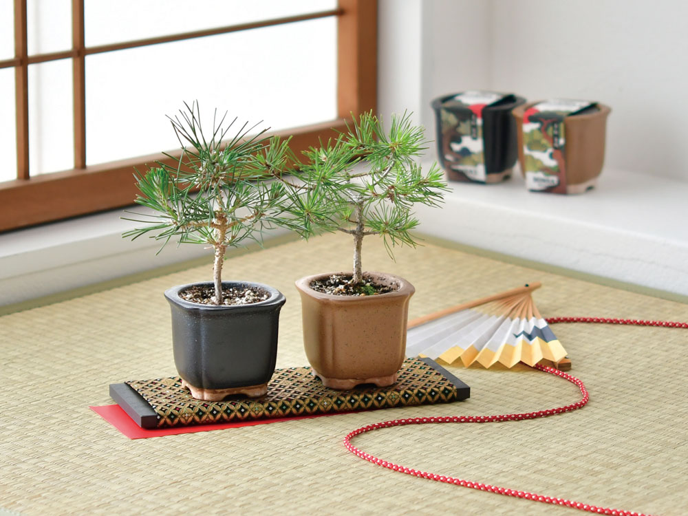 つた 豆盆栽 樹齢15年の一点物盆栽を販売盆栽妙 – 盆栽妙 本店