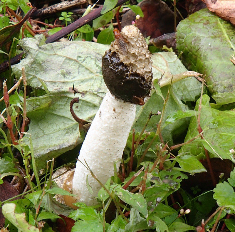 246 スッポンタケ発見、食べてみた 2024.10.4宇治海鳳：この世界のすべての美しいものたちへ