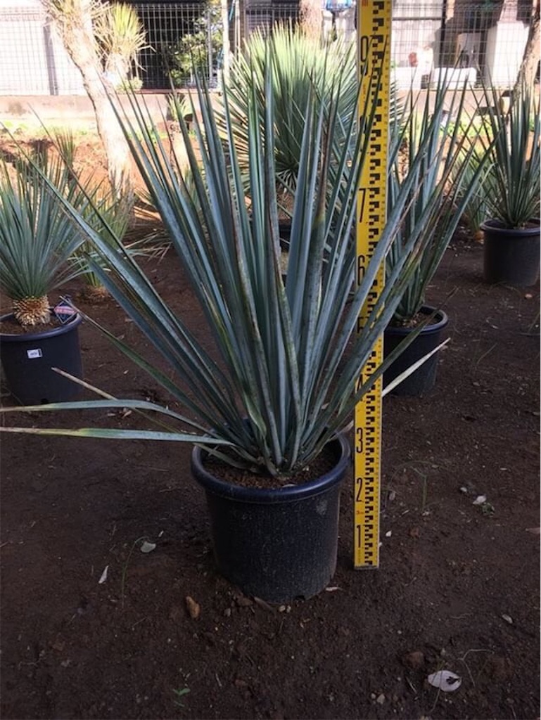 マハールッカデヴァータ原神 WikiFandom