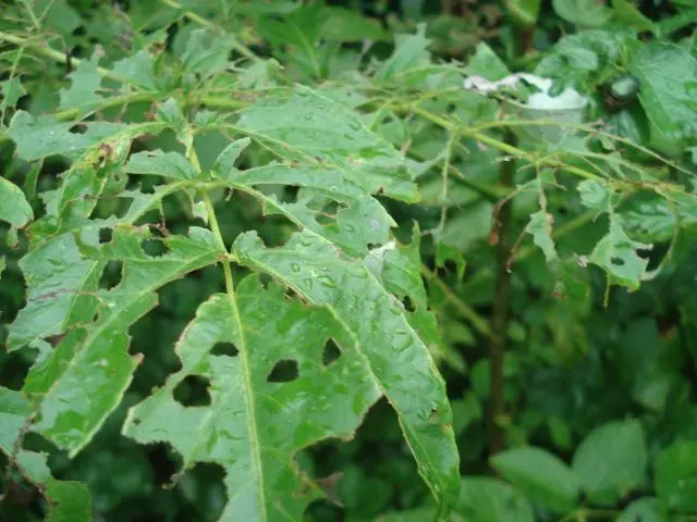 タラの天ぷらをカリカリに揚げて食べます