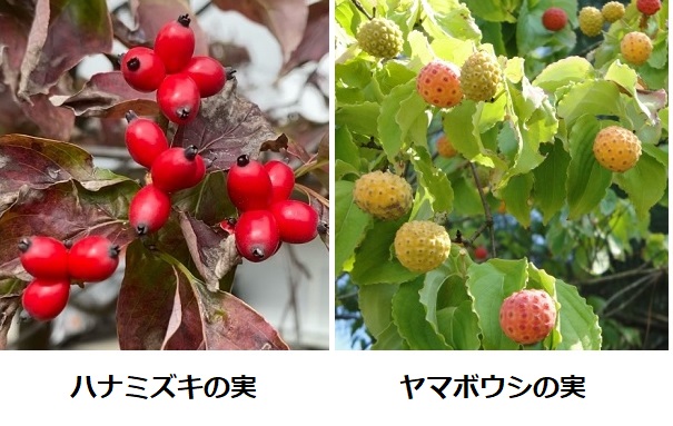 花水木の赤い実を食べるヒヨドリと青空 写真素材1656631- フォトライブラリ