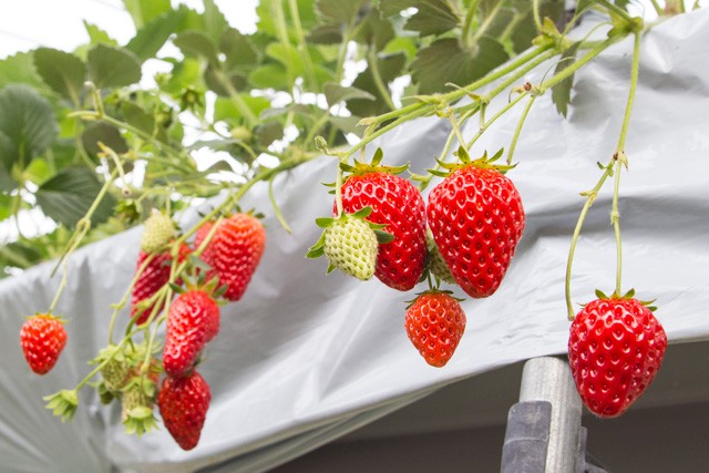 FARM アット・ファーム 〜埼玉県川越市でいちご狩り・いちごジャム・トマトジュース・トマトパスタソースの生産直売・通販・お取り寄せ～
