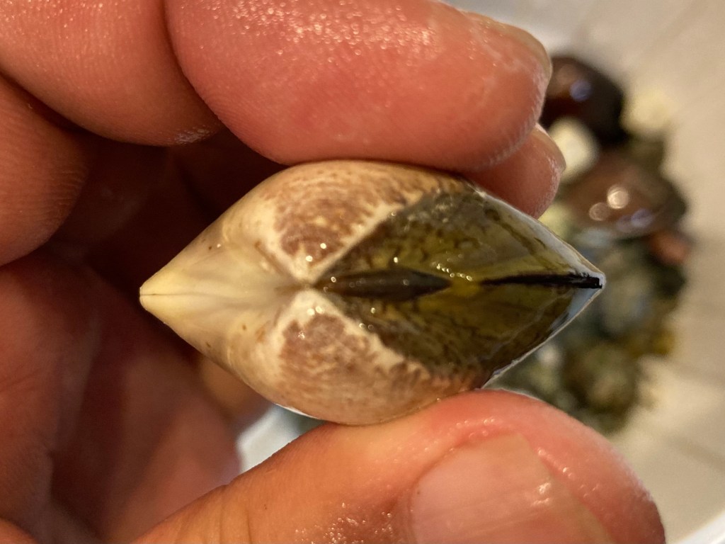 潮干狩り アサリ以外の貝をとってみよう！ シオフキガイ シオフキ貝 編 採り方から見分け方までお伝えします！ - 生き物、自然大好き