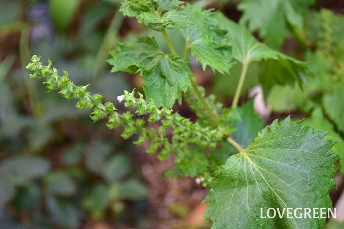 Amazonケース販売 しその実南蛮 400g 20本セットしその実しょうゆ漬け シソの実 醤油漬け 穂紫蘇しょうゆずけ唐辛子と生姜の辛旨ピリ辛南蛮風味ご飯のお供・おにぎり・おつまみに業務用 まとめ買い須坂食品ピクルス・酢漬け 通販
