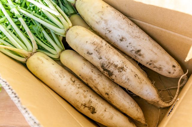 大根の保存方法―長持ちする常温・冷蔵・冷凍のポイントは
