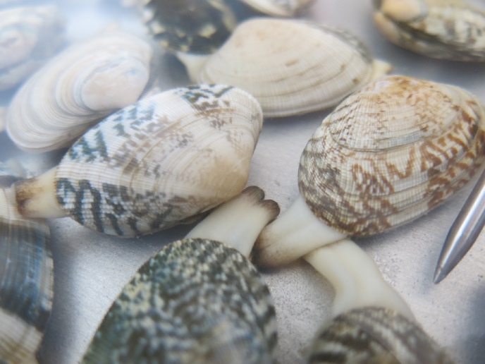 料理の基本！ お湯を使ったあさりの砂抜き方法