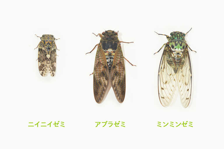 セミの羽化の神秘を撮ってみよう！アートな写真撮影のテクニックと注意FantasyPhotoLife