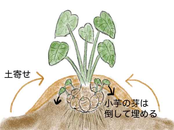 保存版 サトイモ 里芋 の栽培方法芽かきなしでも失敗知らず！植え付けから収穫まで菜園のプロが解説農業・ガーデニング・園芸・家庭菜園マガジン AGRIPICK