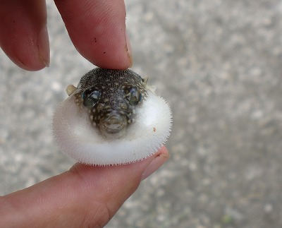 淡水フグ特集飼いやすいおすすめの種類から最適な水槽や飼育方法を解説東京アクアガーデン