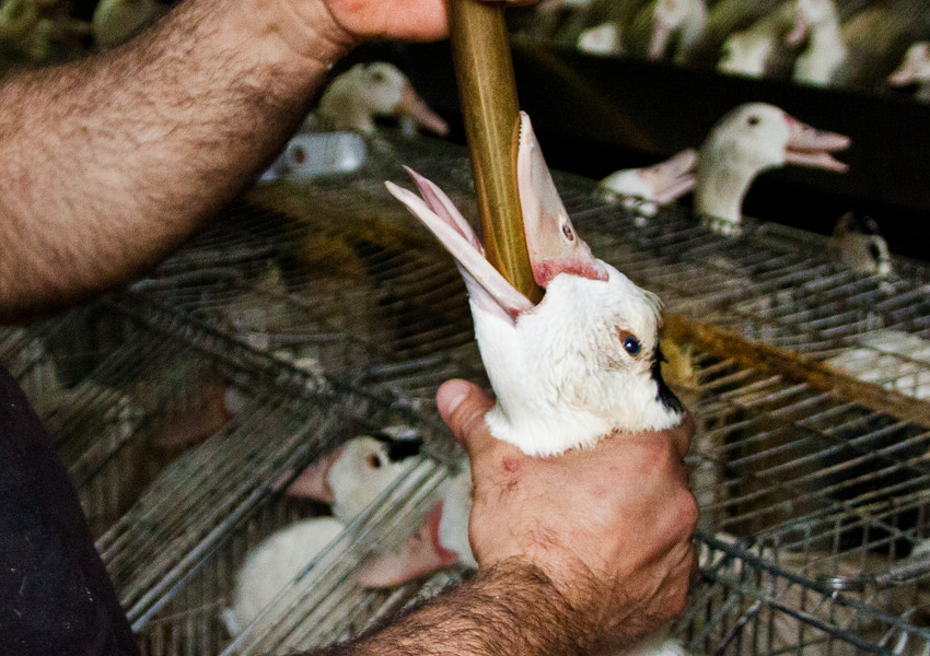フランス料理 フォアグラ 最中 柑橘のコンフィチュール『フレンチの技法を応用した料理の作り方』