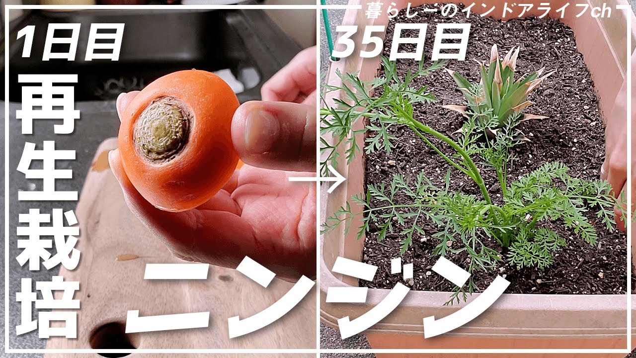 簡単に野菜が育つ！リボベジ・再生野菜の始め方 ニンジン編Pennyroyal