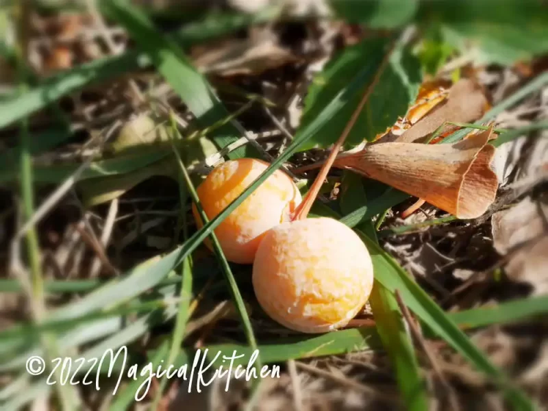 銀杏に含まれる栄養素は？効能や食べる際の注意点も紹介ふるなび公式ブログ ふるさと納税DISCOVERY